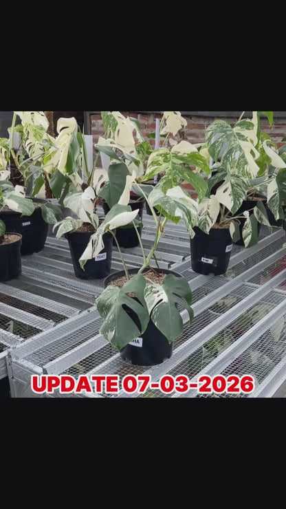Monstera Albo Half Moon Variegated