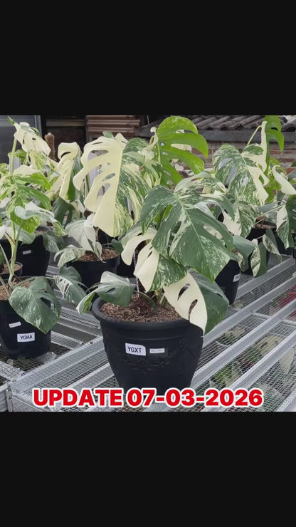 Monstera Albo Half Moon Variegated