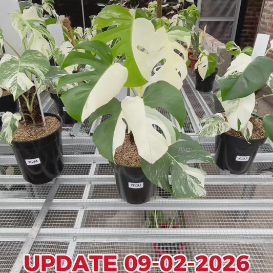 Monstera Albo Half Moon Variegated