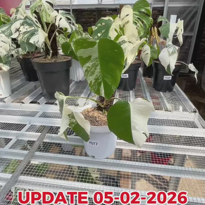 Monstera Albo Half Moon Variegated