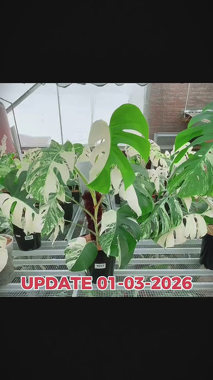 Monstera Albo Half Moon Variegated
