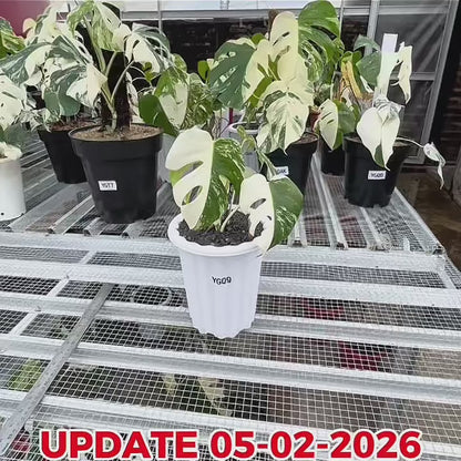 Monstera Albo Half Moon Variegated