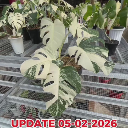 Monstera Albo Half Moon Variegated