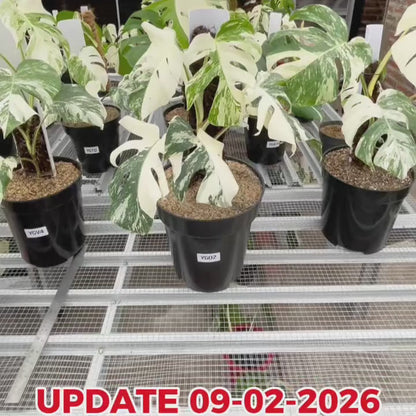 Monstera Albo Half Moon Variegated