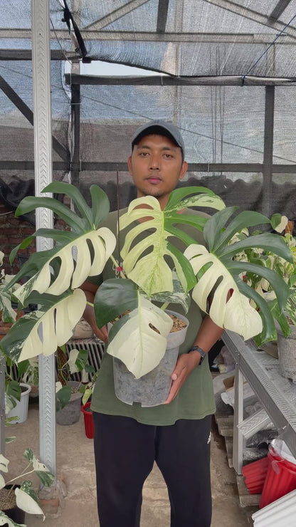 Monstera Jungle Mint Variegated