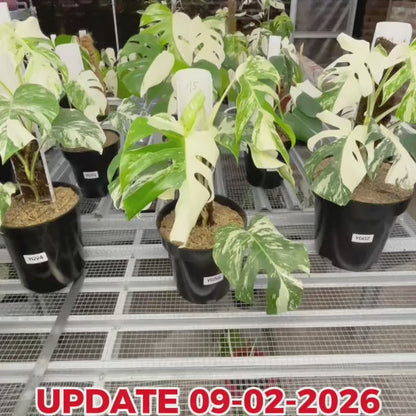 Monstera Albo Half Moon Variegated