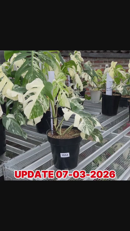 Monstera Albo Half Moon Variegated