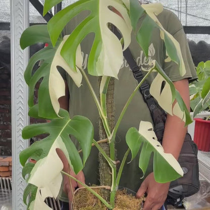 Monstera Albo Half Moon Variegated