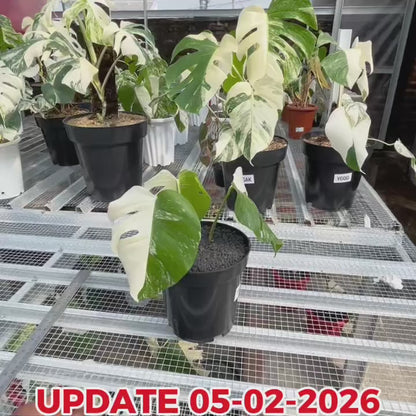 Monstera Albo Half Moon Variegated