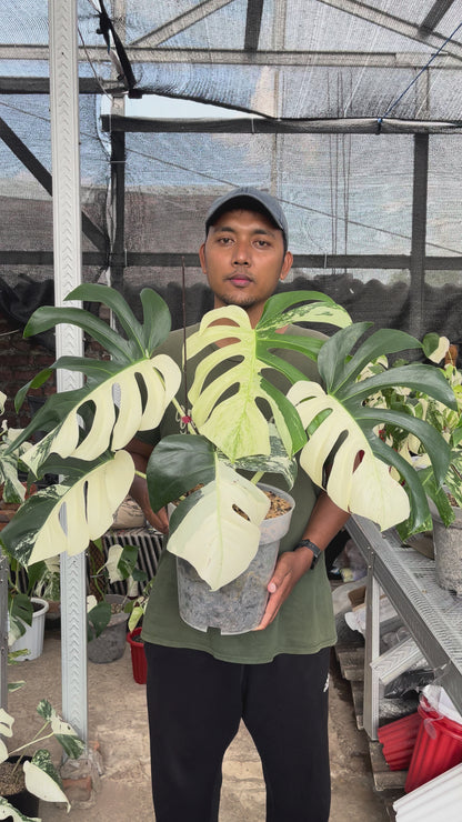 Monstera Albo Half Moon Variegated