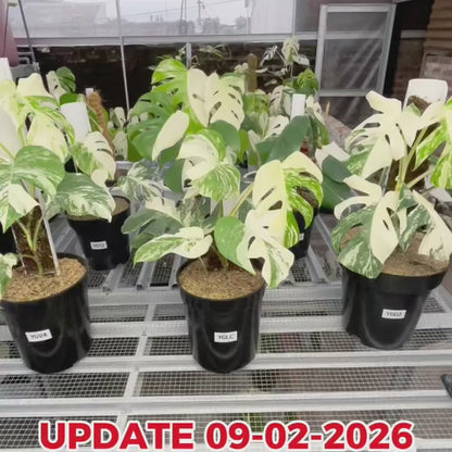 Monstera Albo Half Moon Variegated