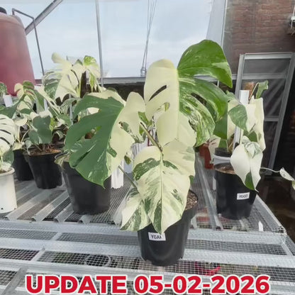 Monstera Albo Half Moon Variegated