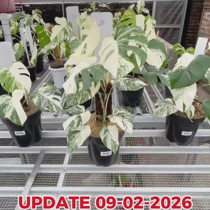 Monstera Albo Half Moon Variegated