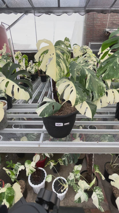 Monstera Albo Half Moon Variegated
