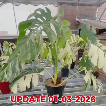 Monstera Albo Half Moon Variegated