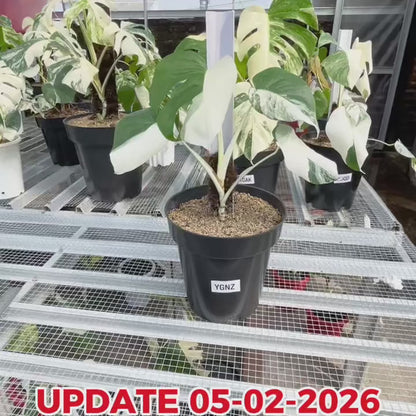 Monstera Albo Half Moon Variegated