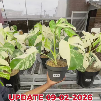 Monstera Albo Half Moon Variegated