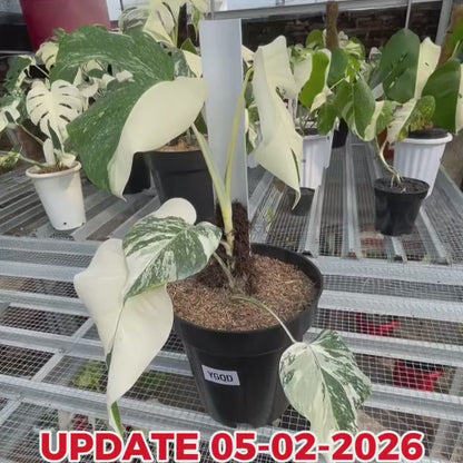 Monstera Albo Half Moon Variegated