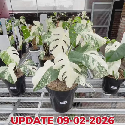 Monstera Albo Half Moon Variegated