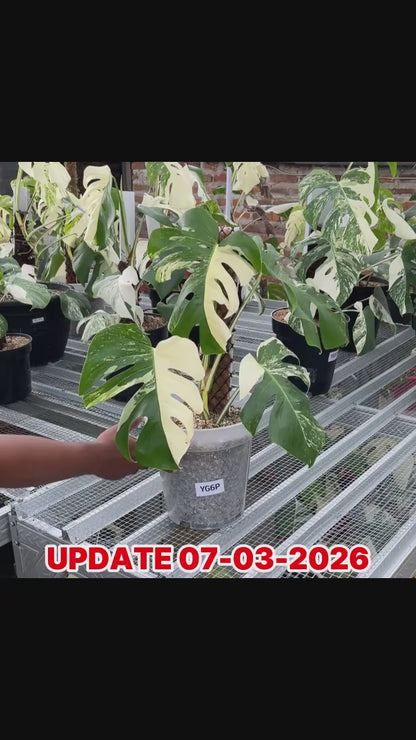 Monstera Albo Half Moon Variegated