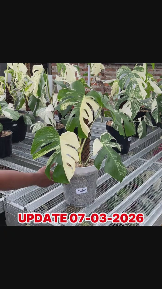 Monstera Albo Half Moon Variegated