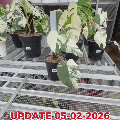 Monstera Albo Half Moon Variegated