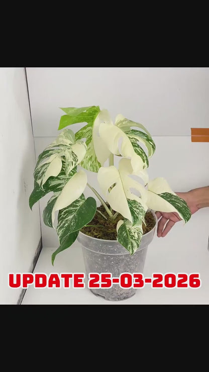 Monstera Variegated 4-5 Leaf Live Plant – Rare Indoor Tropical Houseplant, Healthy Rooted
