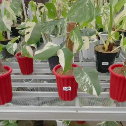 Monstera Albo Half Moon Variegated