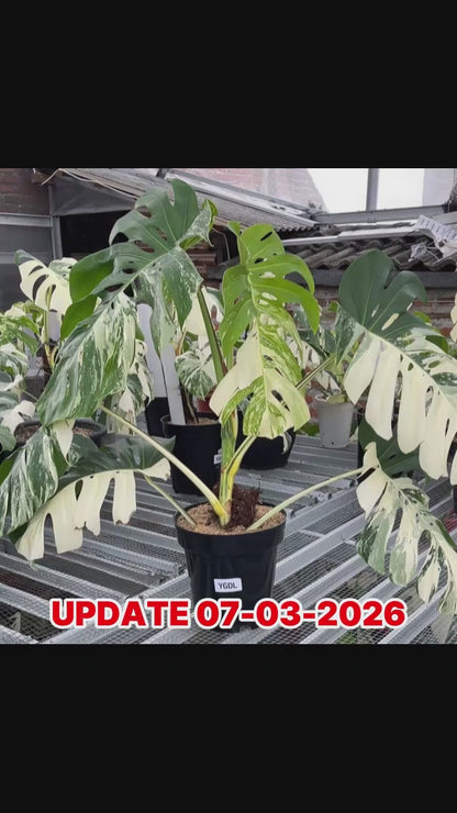 Monstera Albo Half Moon Variegated