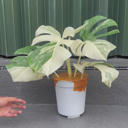 Monstera Albo Half Moon Variegated