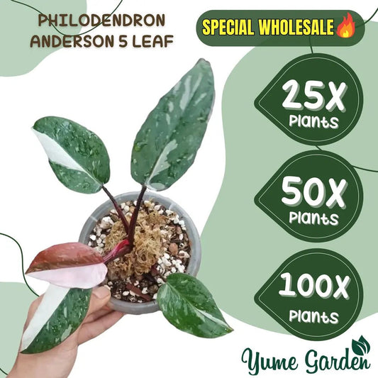 Red Anderson Philodendron Wholesale 5 Leaf 25x 50x 100x - Yume Gardens Indonesia