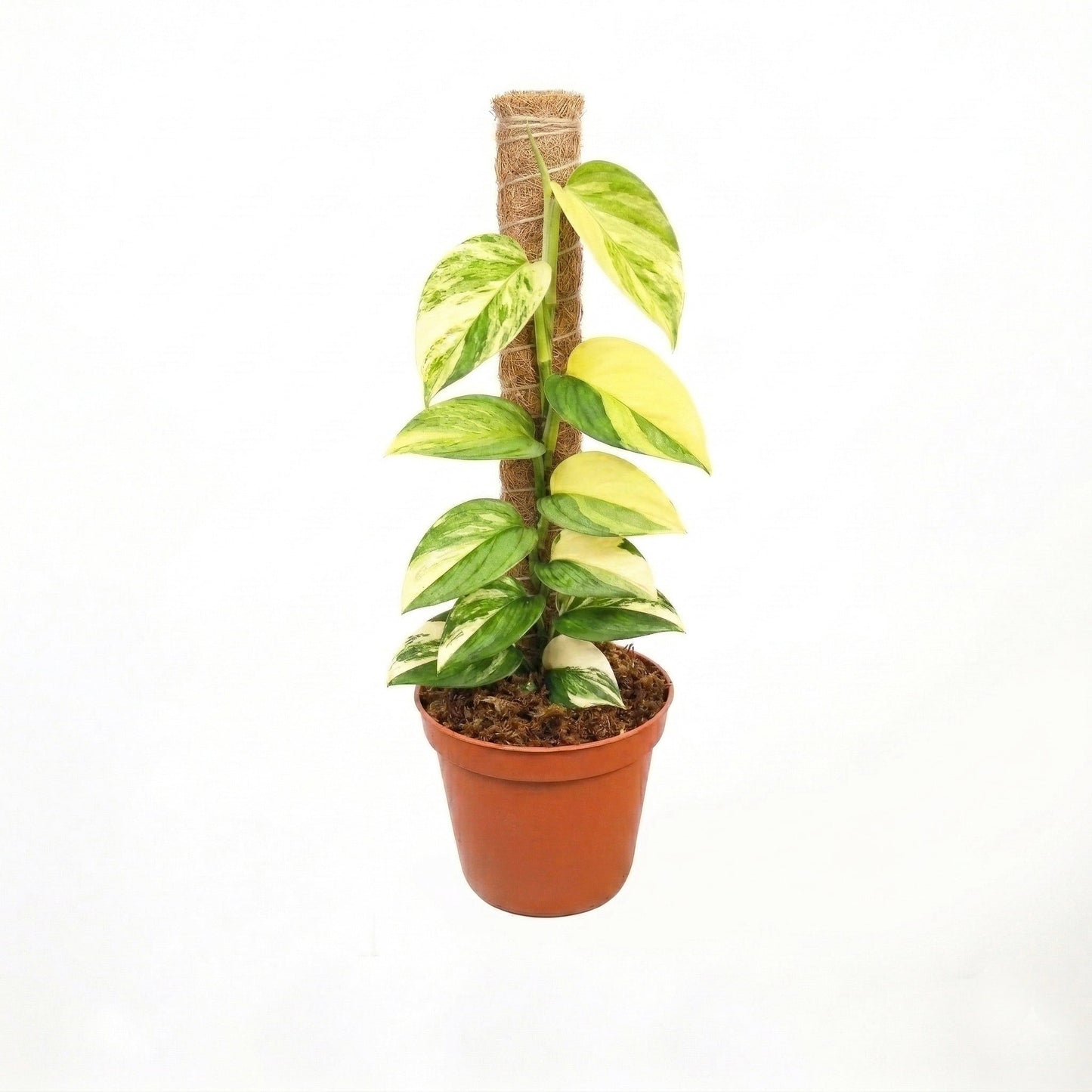 Scindapsus Moonlight Aurea Variegated - Yume Gardens Indonesia