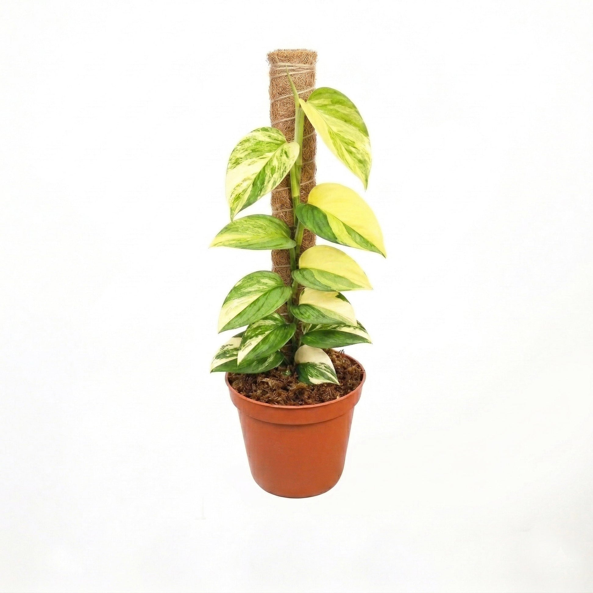 Scindapsus Moonlight Aurea Variegated - Yume Gardens Indonesia