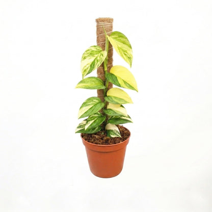 Scindapsus Moonlight Aurea Variegated - Yume Gardens Indonesia
