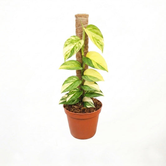 Scindapsus Moonlight Aurea Variegated - Yume Gardens Indonesia
