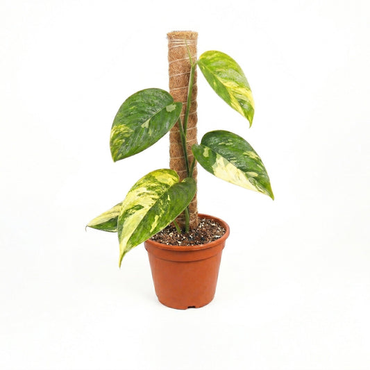 Scindapsus Perakensis Variegated - Yume Gardens Indonesia
