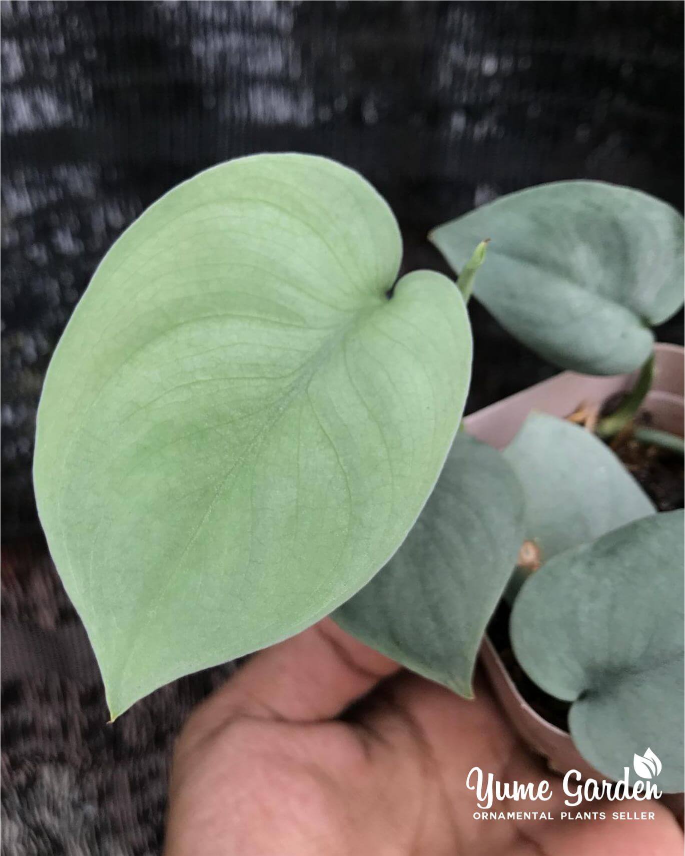 Scindapsus Platinum For Sale With Good Prices - Yume Gardens Indonesia
