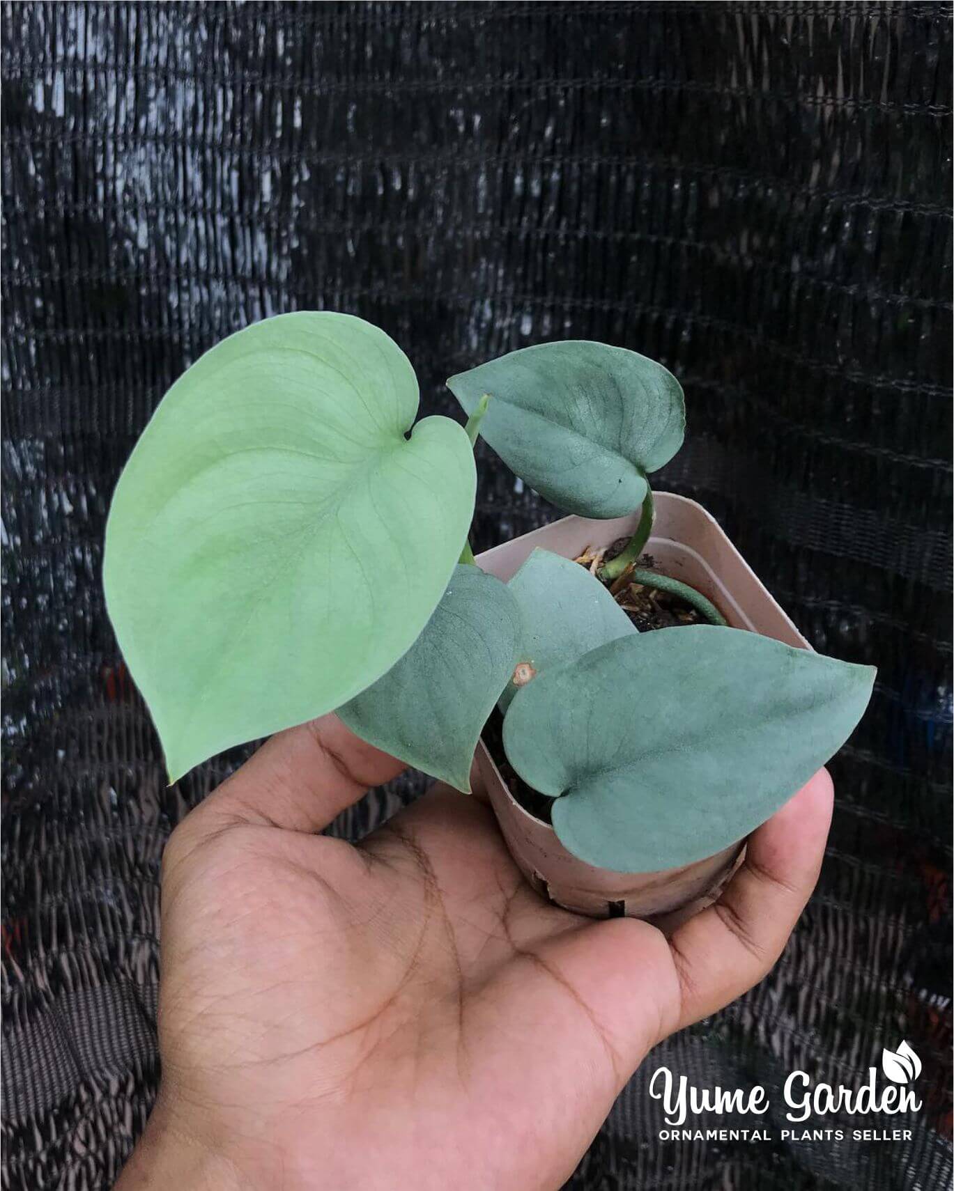 Scindapsus Platinum For Sale With Good Prices - Yume Gardens Indonesia
