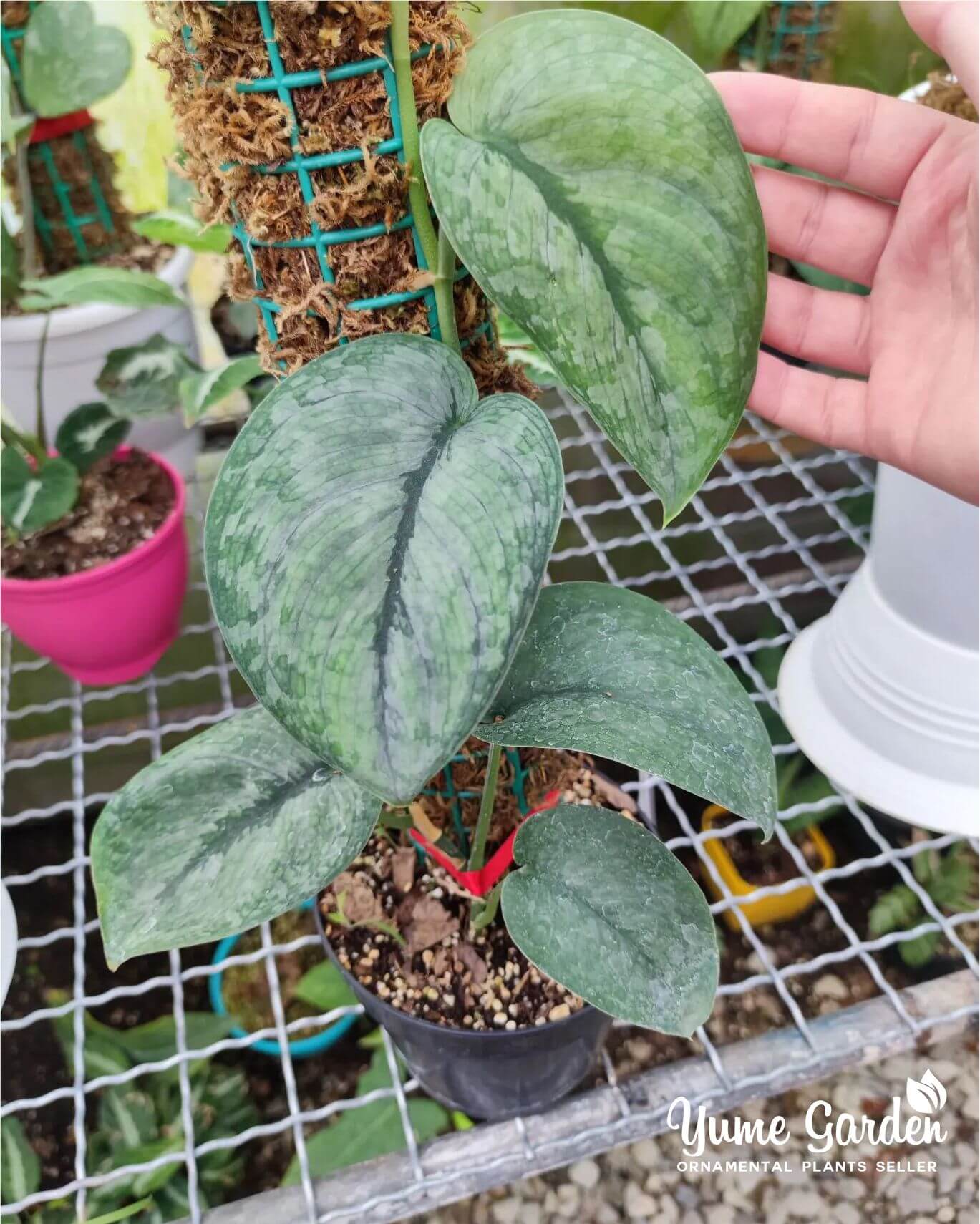 Scindapsus Silver Cloud For Sale With Good Prices - Yume Gardens Indonesia