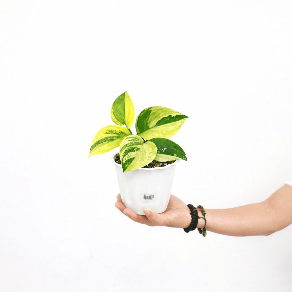 Scindapsus Treubii Moonlight Aurea Variegated - Rubicon - Yume Gardens Indonesia