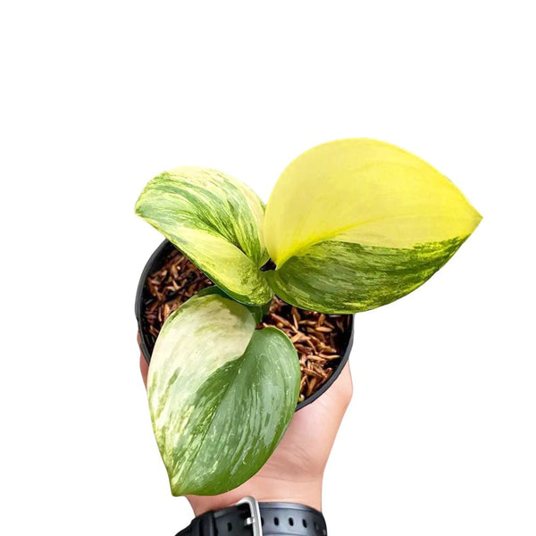 scindapsus-treubii-moonlight-