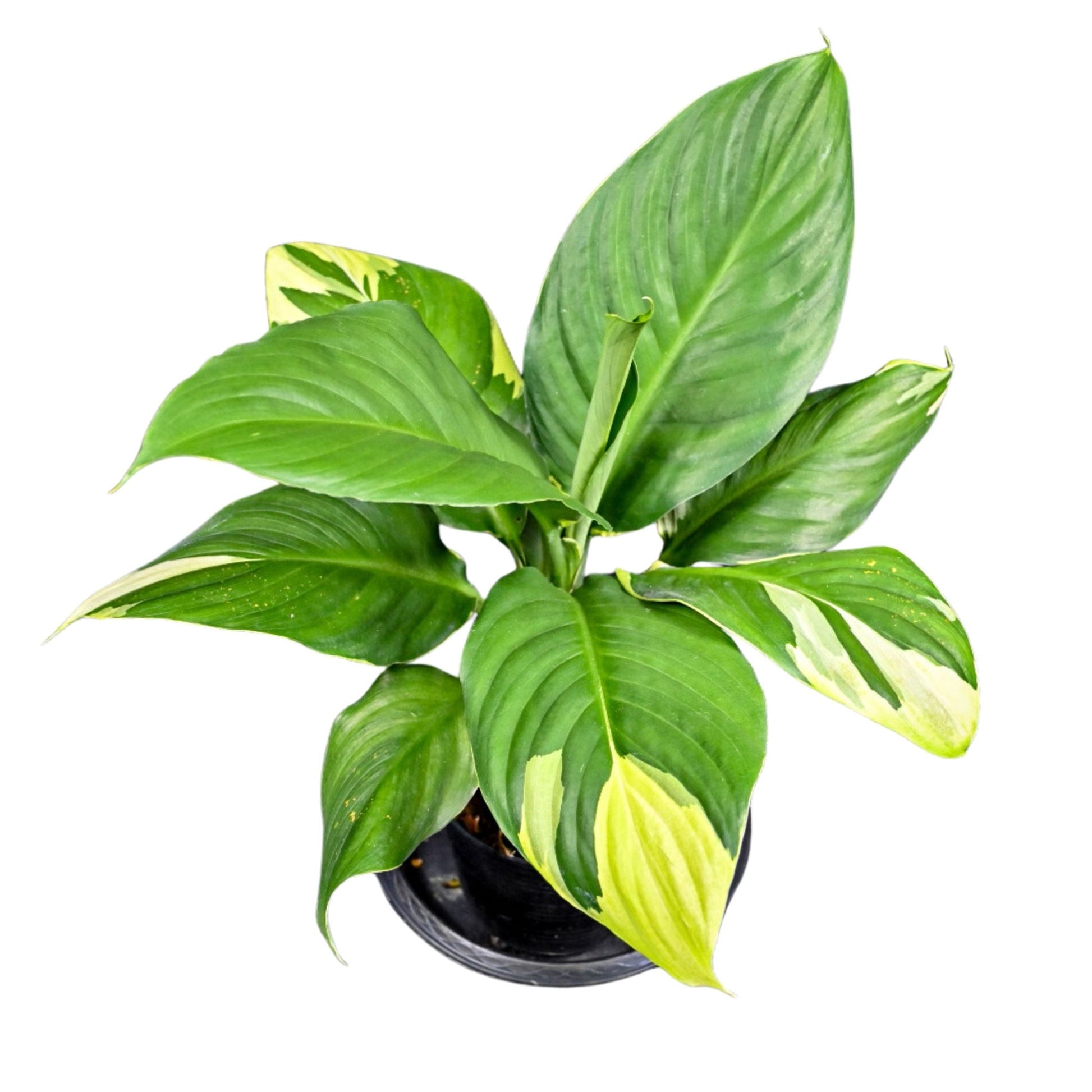 variegated peace lily sensation Spathiphyllum Sensation Aurea Variegated – Yume Gardens Indonesia