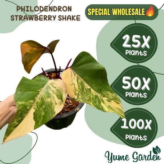 Strawberry Shake Philodendron Wholesale 25x 50x 100x - Yume Gardens Indonesia