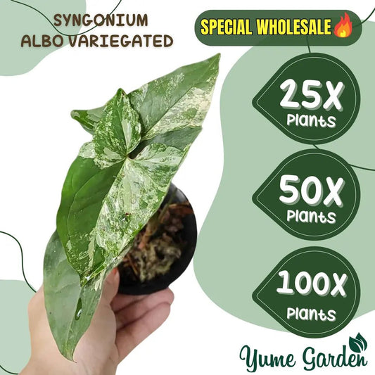 Syngonium Albo Wholesale 5 Leaf 25x 50x 100x - Yume Gardens Indonesia