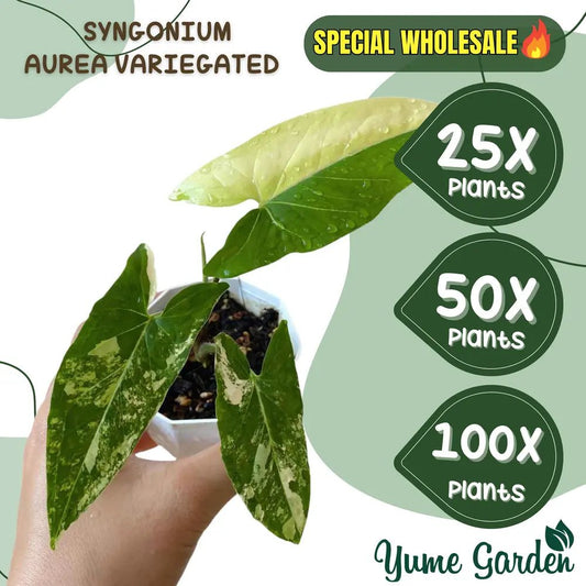 Syngonium Aurea Wholesale 25x 50x 100x - Yume Gardens Indonesia