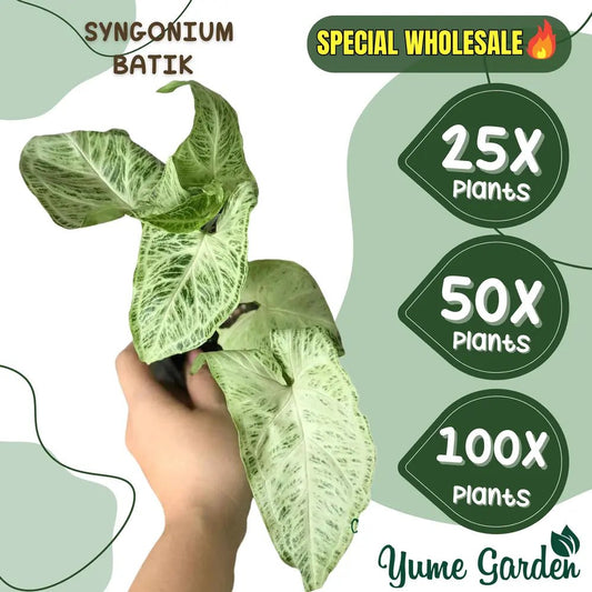 Syngonium Batik Wholesale 25x 50x 100x - Yume Gardens Indonesia