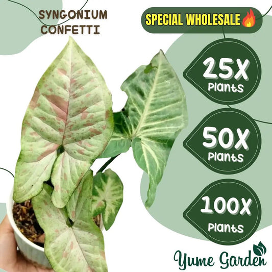 Syngonium Confetti Wholesale 25x 50x 100x - Yume Gardens Indonesia