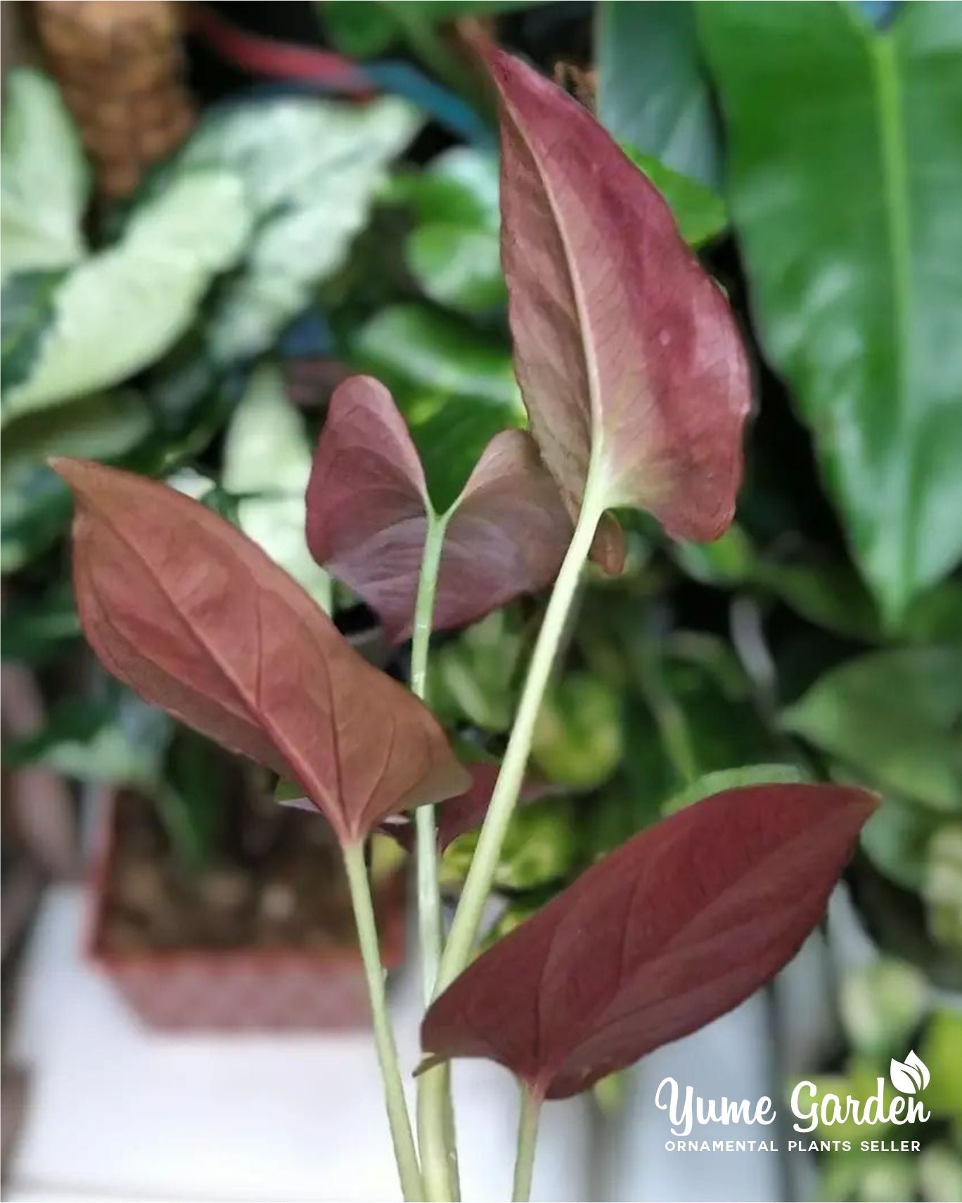 Syngonium Erythrophyllum - Yume Gardens Indonesia