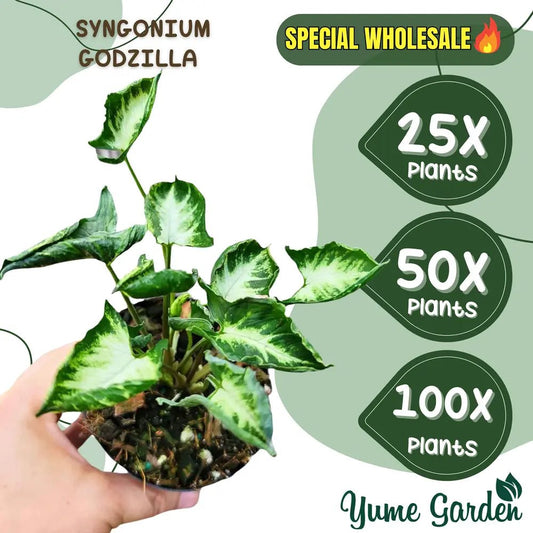 Syngonium Godzilla Wholesale 25x 50x 100x - Yume Gardens Indonesia