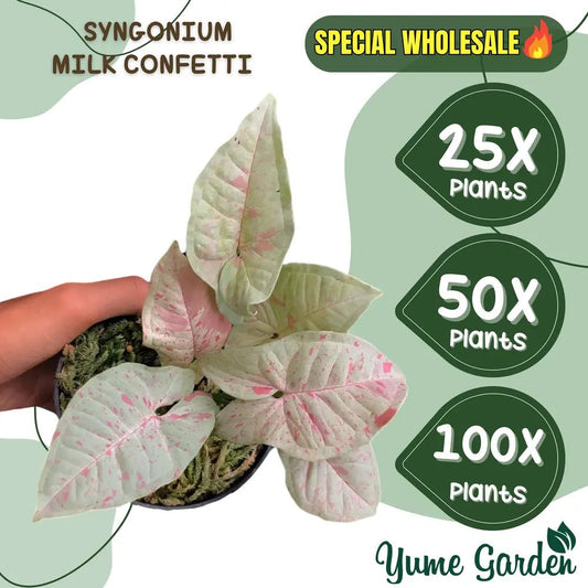Syngonium Milk Confetti Wholesale 25x 50x 100x - Yume Gardens Indonesia
